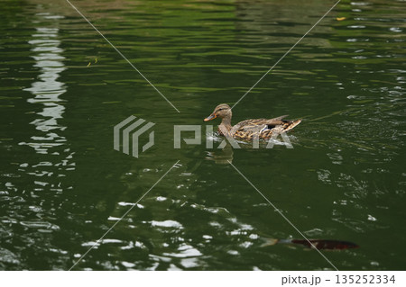 A duck gliding across a tranquil green lake in the afternoon sunlight 135252334