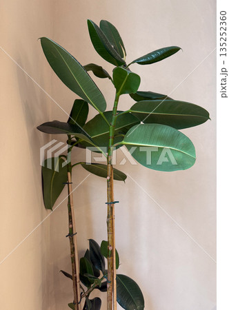 Ficus plant with large green leaves in a minimalist interior corner. Indoor greenery, modern decor and calm biophilic home styling 135252360