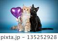 Two cute cats sitting together with a purple heart balloon. An adorable ginger and black kitten couple celebrating Valentine's Day. Love and friendship concept on a blue studio background 135252928
