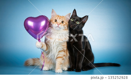 Two cute cats sitting together with a purple heart balloon. An adorable ginger and black kitten couple celebrating Valentine's Day. Love and friendship concept on a blue studio background 135252928