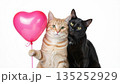 Cute cat couple holding a pink heart balloon. Orange tabby and black kitty celebrating Valentine's Day love. Isolated on white background with copy space 135252929