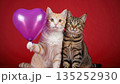Two cute cats holding a purple heart balloon on a red background. Ginger and brown tabby kittens celebrating Valentine's Day love concept 135252930