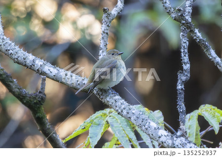木の枝にとまるルリビタキ 135252937