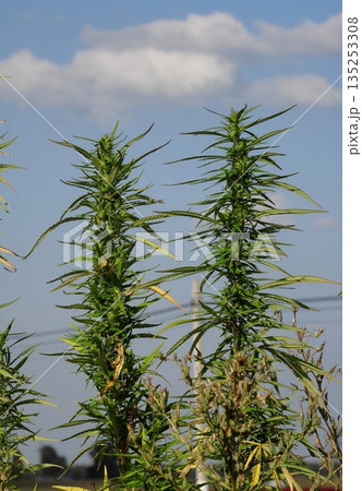 Inflorescences of female cannabis plant growing outdoor Inflorescences of female cannabis plant growing outdoor 135253308