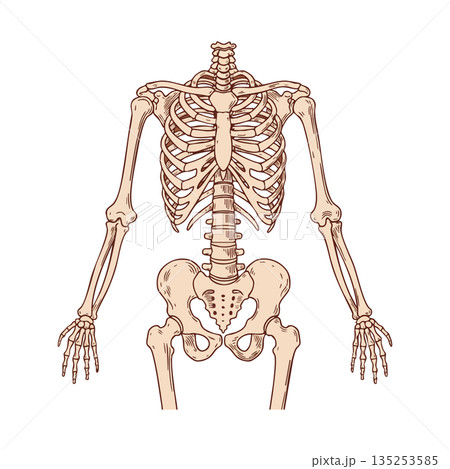 Human upper skeleton anatomy illustration with rib cage and pelvis bones vector Human upper skeleton anatomy illustration with rib cage and pelvis bones vector 135253585