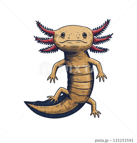 Axolotl amphibian illustration with detailed limbs and gills vector artwork Axolotl amphibian illustration with detailed limbs and gills vector artwork 135253591