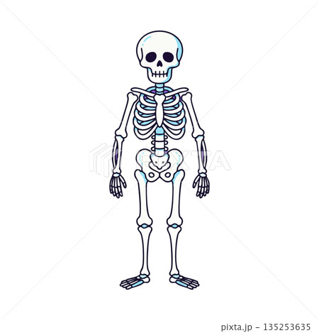 Human skeleton anatomy illustration medical education vector simple design 135253635