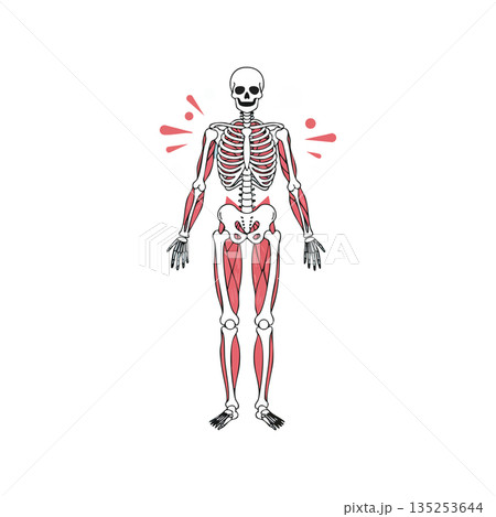 Human skeleton anatomy with highlighted muscles vector illustration showing muscle groups 135253644