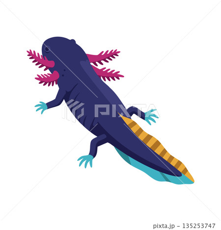 Axolotl amphibian animal vector with purple body and pink gills illustration 135253747