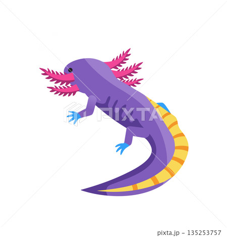 Purple axolotl aquatic amphibian with pink gills and yellow striped tail vector illustration 135253757