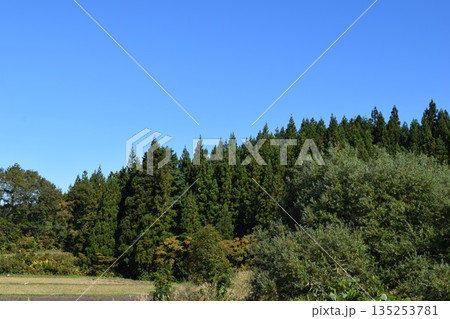 スギの木 針葉樹林 スギの木 針葉樹林 135253781