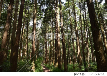 スギの木 針葉樹林 135253784