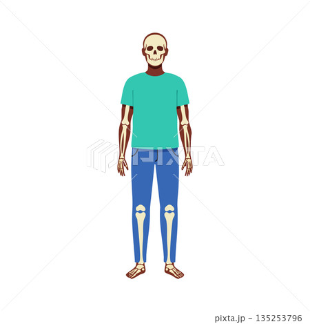 Human skeleton illustration with turquoise shirt and blue pants standing front view vector 135253796