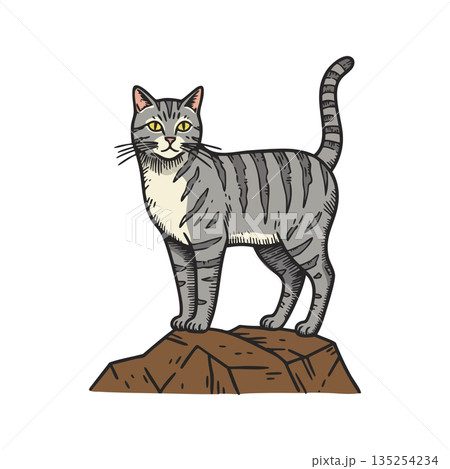 Grey Tabby Cat Standing on Brown Rock with Yellow Eyes Vector Illustration 135254234
