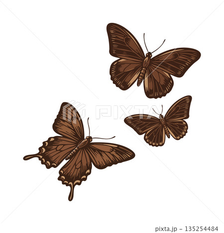 Brown butterfly vector art with three detailed brown butterflies in flight natural insect illustration 135254484
