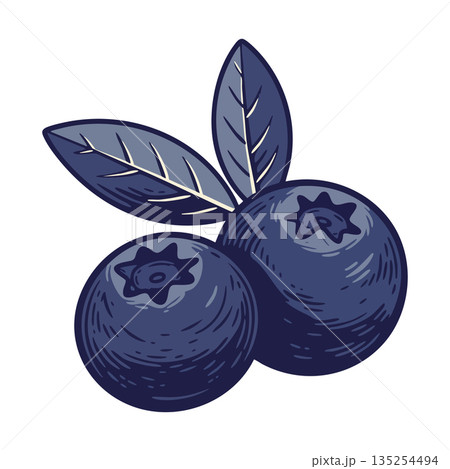 Blueberry vector illustration with detailed leaves and natural fruit design in dark blue tones for fresh healthy food concept 135254494