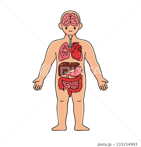 Human Body Internal Organs Anatomy Illustration Showing Brain Heart Lungs and Digestive System Human Body Internal Organs Anatomy Illustration Showing Brain Heart Lungs and Digestive System 135254993