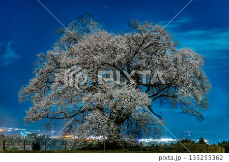 山梨 わに塚のサクラの夜景 135255362