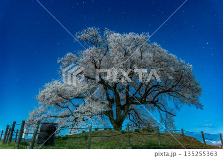 山梨 わに塚のサクラの夜景 135255363