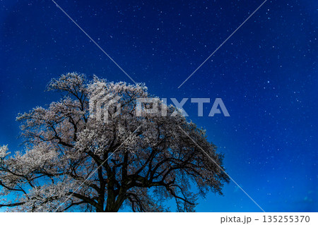 山梨 わに塚のサクラの夜景 135255370