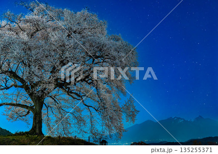 山梨 わに塚のサクラの夜景 135255371