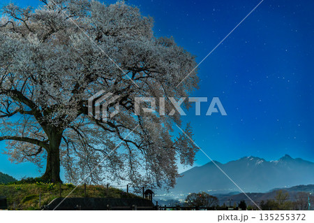 山梨 わに塚のサクラの夜景 山梨 わに塚のサクラの夜景 135255372