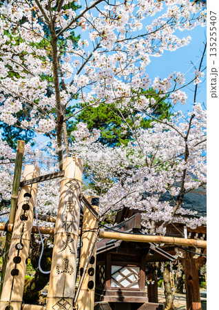山梨 武田神社　参道の桜 135255407