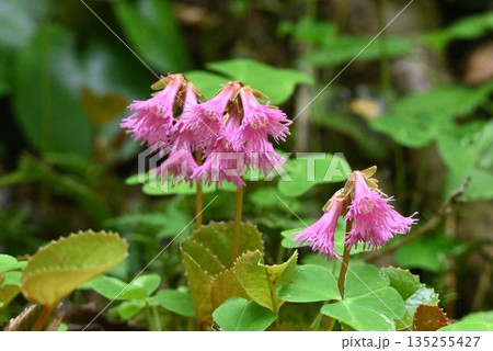 信州上高地で見た下を向いて咲く淡紅色の花の総状花序が綺麗なイワカガミ 135255427