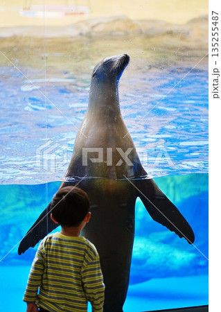 しまね海洋館アクアスの風景 しまね海洋館アクアスの風景 135255487