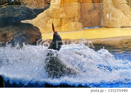 アシカショーの風景 135255490