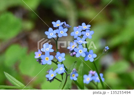信州上高地で見た小さな淡青色の花弁を持つ花の花序が綺麗なエゾムラサキ 135255494