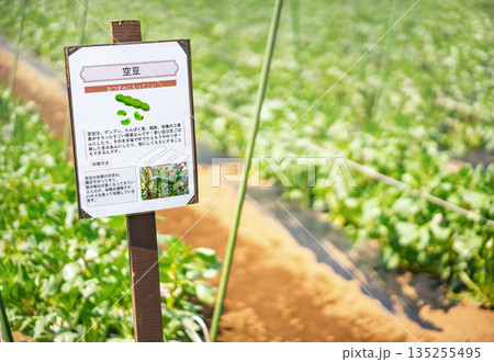 [素材]日本製のそら豆畑に立つ素朴な教育的農業看板。 135255495