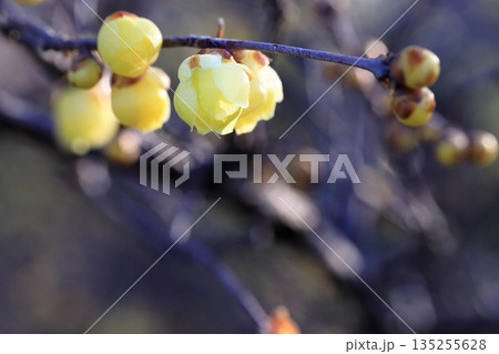 咲きだした蝋梅 135255628