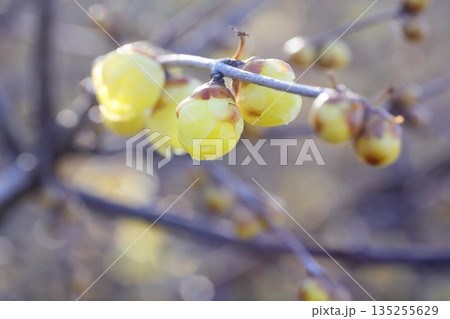 咲きだした蝋梅 咲きだした蝋梅 135255629