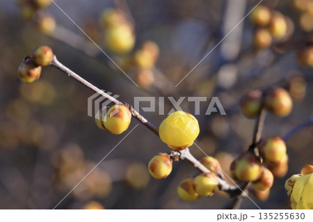 咲きだした蝋梅 咲きだした蝋梅 135255630