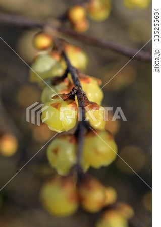 咲きだした蝋梅 咲きだした蝋梅 135255634