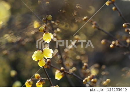 咲きだした蝋梅 135255640