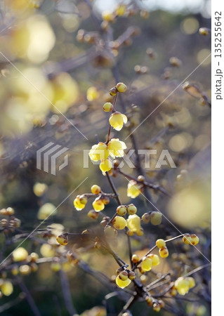 咲きだした蝋梅 135255642