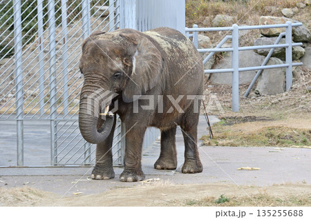 餌を食べるアフリカゾウ 餌を食べるアフリカゾウ 135255688