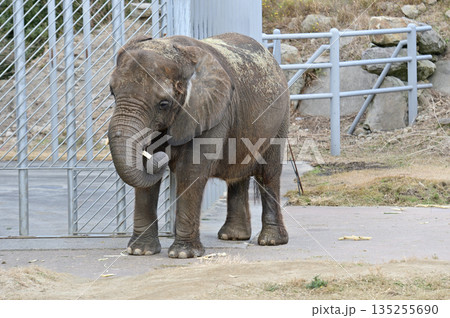 餌を食べるアフリカゾウ 135255690