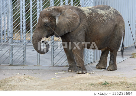 餌を食べるアフリカゾウ 餌を食べるアフリカゾウ 135255694