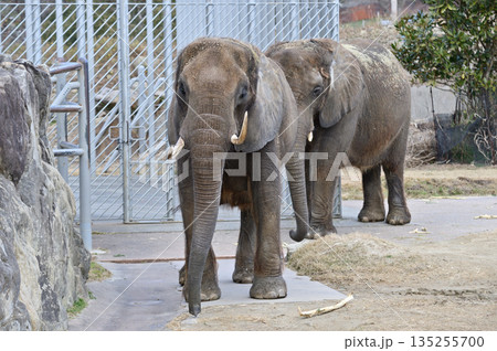 歩くアフリカゾウ 歩くアフリカゾウ 135255700