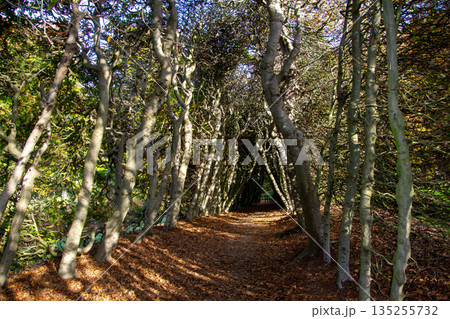 Home made fence of branches of twigs and trees 135255732