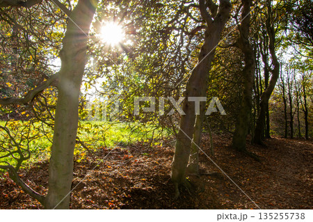 Home made fence of branches of twigs and trees Home made fence of branches of twigs and trees 135255738