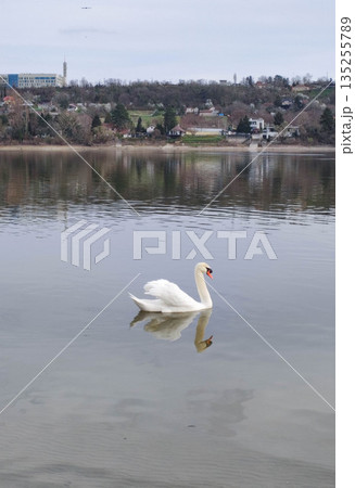 Swimming white swan photo Swimming white swan photo 135255789