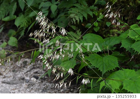 信州上高地で見た白色の花の円錐花序が綺麗なカニコウモリ 135255933
