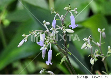 信州上高地で見た淡紫色の花なの集散花序が綺麗なクサボタン 135256039