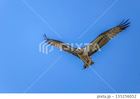 狩りに成功した猛禽類 ミサゴの力強い飛翔 青空を背景にした捕食シーン 135256052