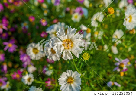 爽やかな秋晴れのコスモス畑。ボケ味を活かしたカラフルな花の背景素材。 135256054