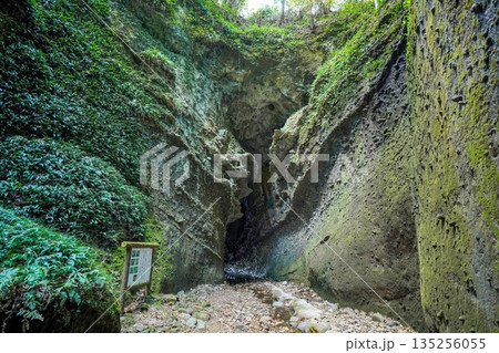 神秘的な緑の洞窟と苔むした岩壁 秘境の風景 135256055